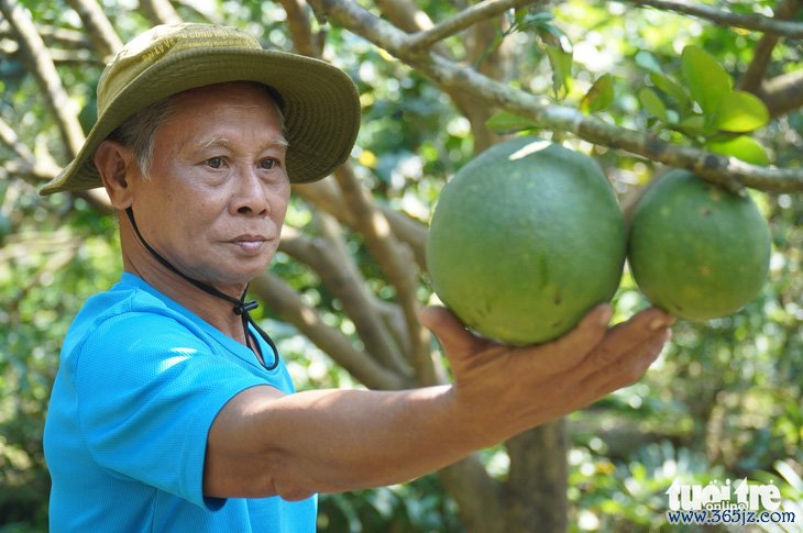 Mặn tăng nhanh bất ngờ， nhà vườn Bến Tre không kịp trở tay - Ảnh 3.